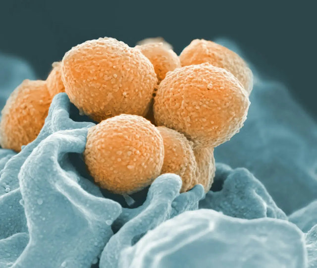 Gut Microbiome Education with Probiotics