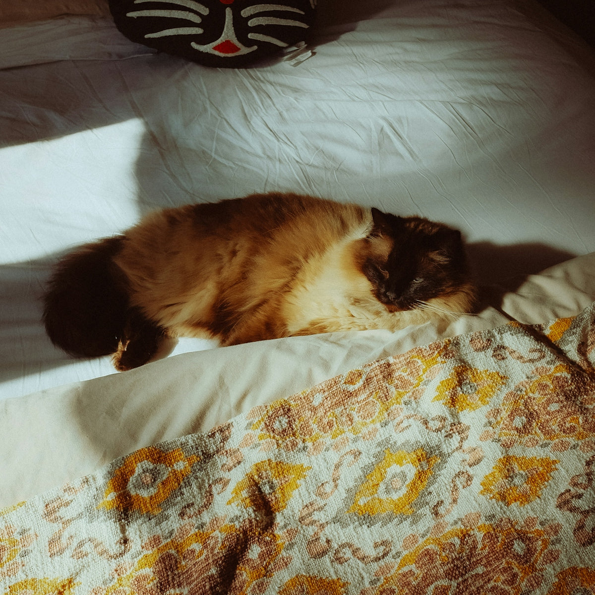 A fluffy cat napping on a bed.