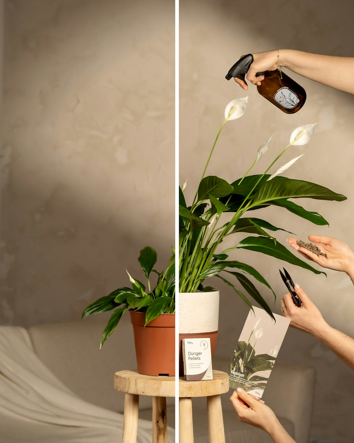 Hands misting and tending to a potted peace lily plant.