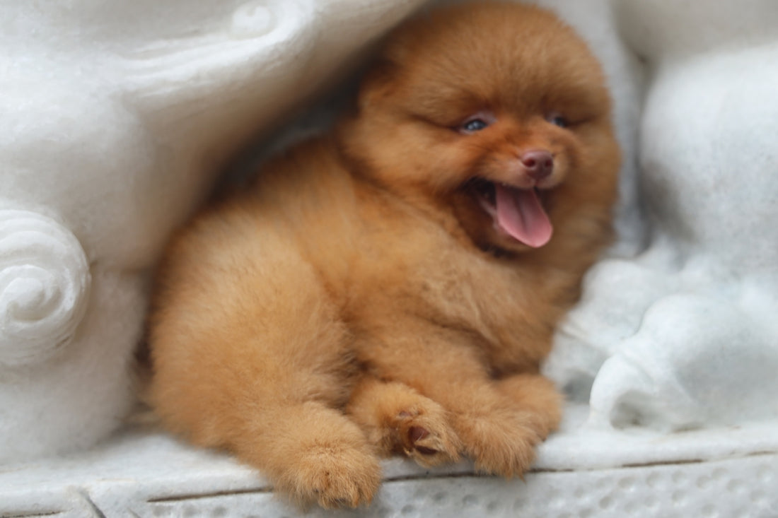 A fluffy orange pomeranian puppy yawning