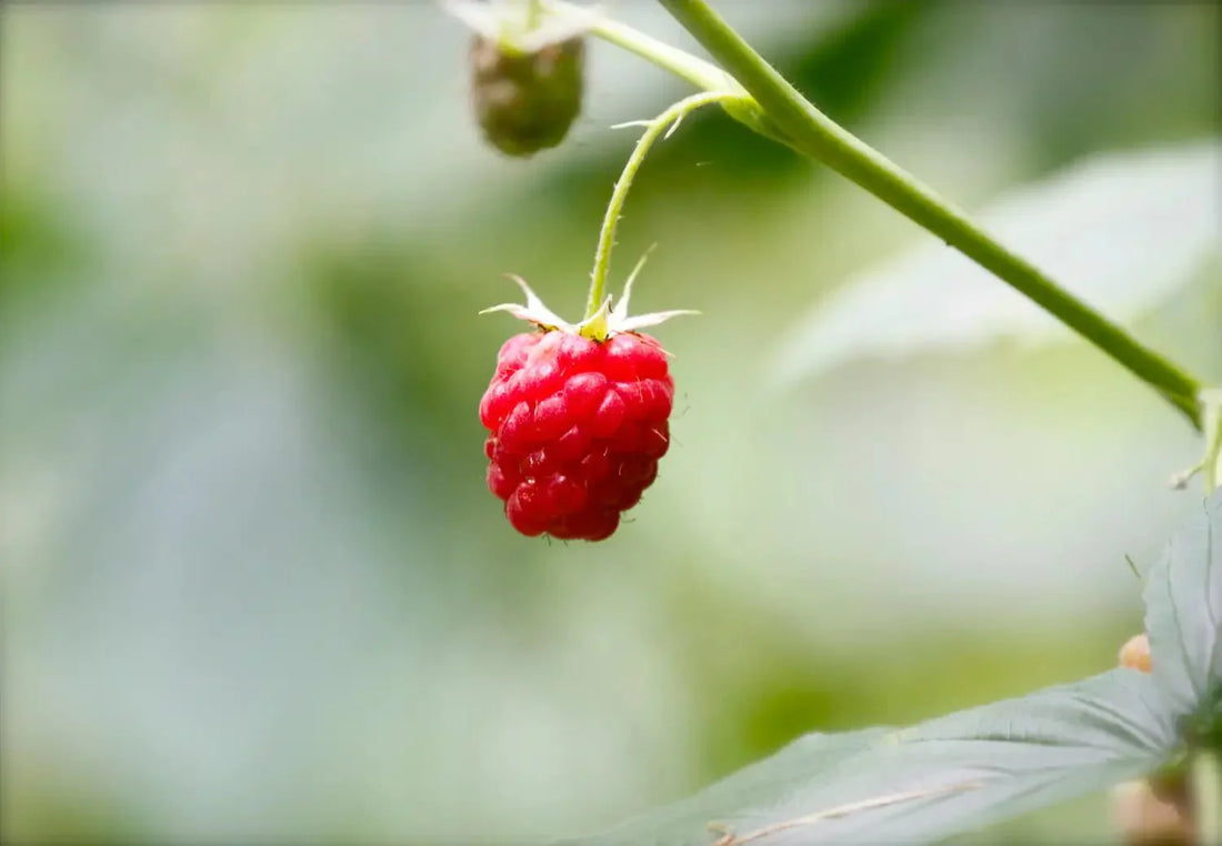 The Scent and Benefits of Raspberry Ketones in Your Diet Discover